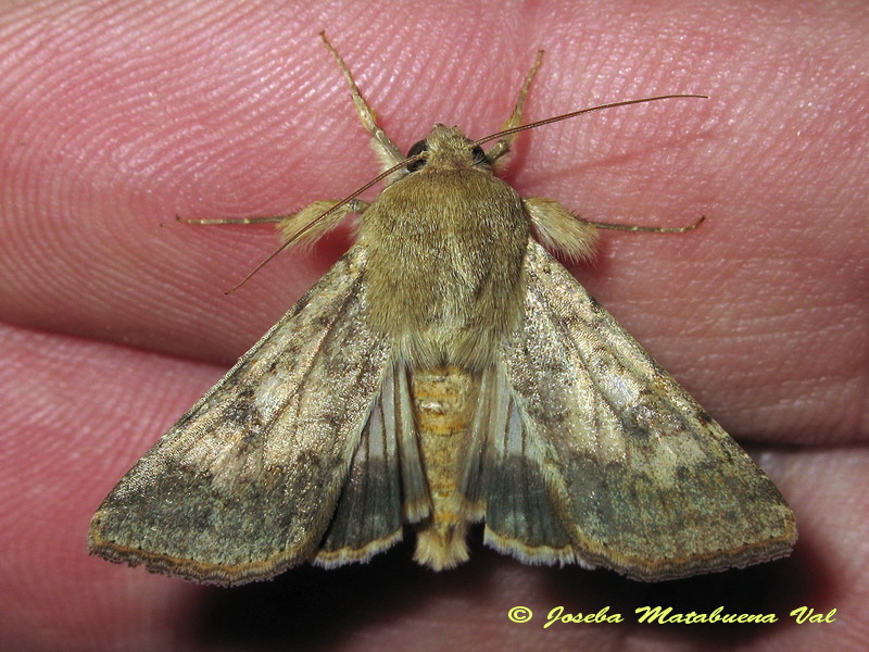 Noctuidae da id - Helicoverpa armigera